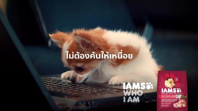 ไอแอมส์™ โปรแอคทีฟ เฮลท์™ สุนัขโตพันธุ์เล็ก смотреть онлайн