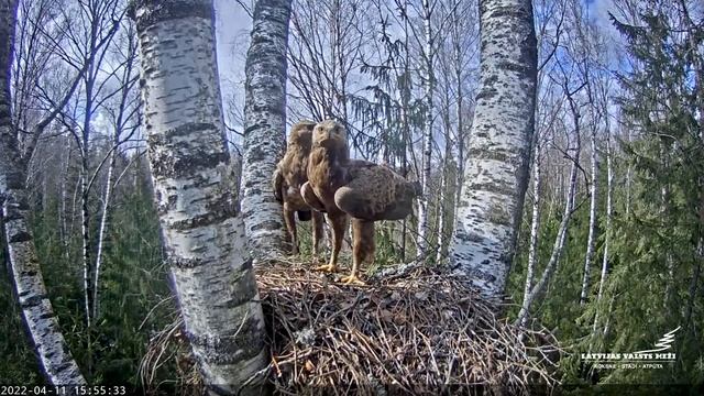 Ierodas mazie ērgļi смотреть онлайн