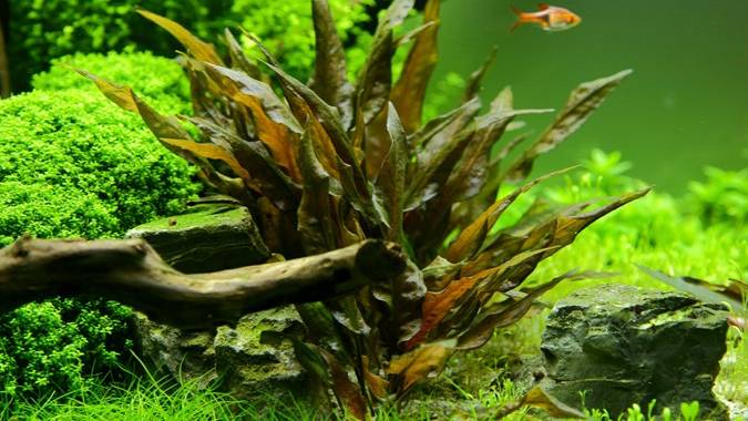 Криптокорина Вендта 