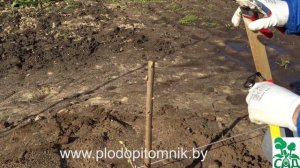 Весенняя обрезка черешни, вишни однолетней. Формирование деревьев в виде кустарников.