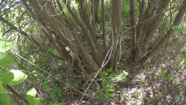 ОБНОВИЛИ СОЛОНЦЫ, ЗАВЕЗЛИ СОЛЬ, ДОБРАЛИСЬ ДО СЕКРЕТНОГО ОЗЕРА В ГЛУХОЙ ТАЙГЕ, ЛЕТО НАЧАЛОСЬ!