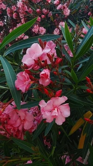 #shorts #waterfall #relaxing #relax #nature смотреть онлайн