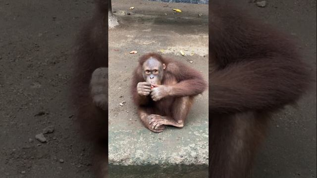 Бали. Красивая еда:) смотреть онлайн