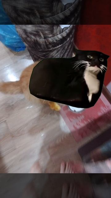Maxwell the cat танцует на фоне Мурзика #shorts #рек #кот#Maxwellthecat#maxwell#the#cat#shorts смотреть онлайн