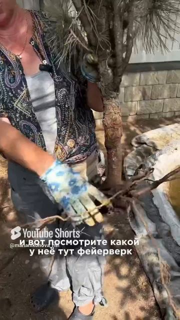 Будет ли жить эта сосна черная? смотреть онлайн