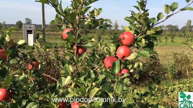 Яблоня сорт Теремок смотреть онлайн