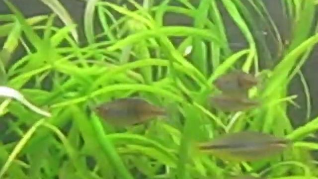 Подмена воды в 570 л травнике смотреть онлайн