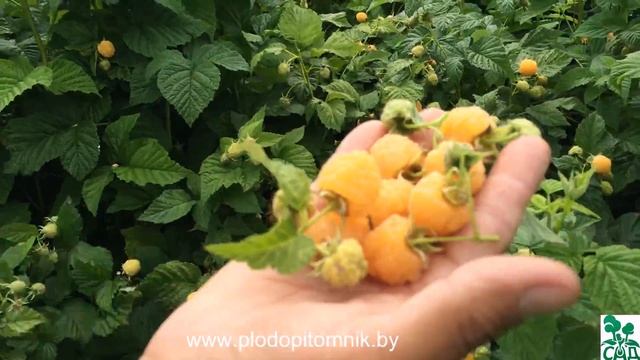 Сорта малины Жёлтый гигант и Беглянка смотреть онлайн