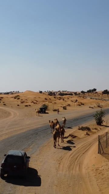 Camels in the desert 🐪 #dubaishorts #nicodecorato #camels смотреть онлайн