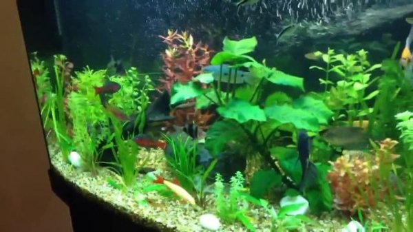 Juwel Vision 180 Aquarium