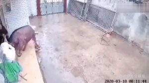 Бык напал на человека.Не для слабоннрвных