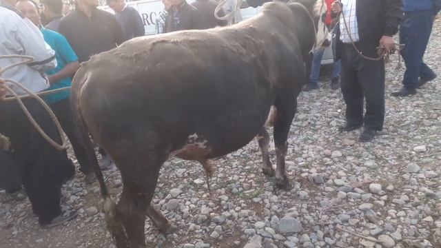 БУКАИ 465 КГ ЖИВОЙ ВЕС 32.5 С МОЛБОЗОРИ АШТ смотреть онлайн