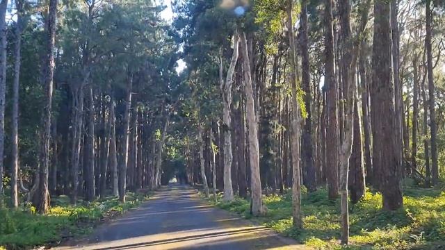 Alexandra falls Mauritius смотреть онлайн