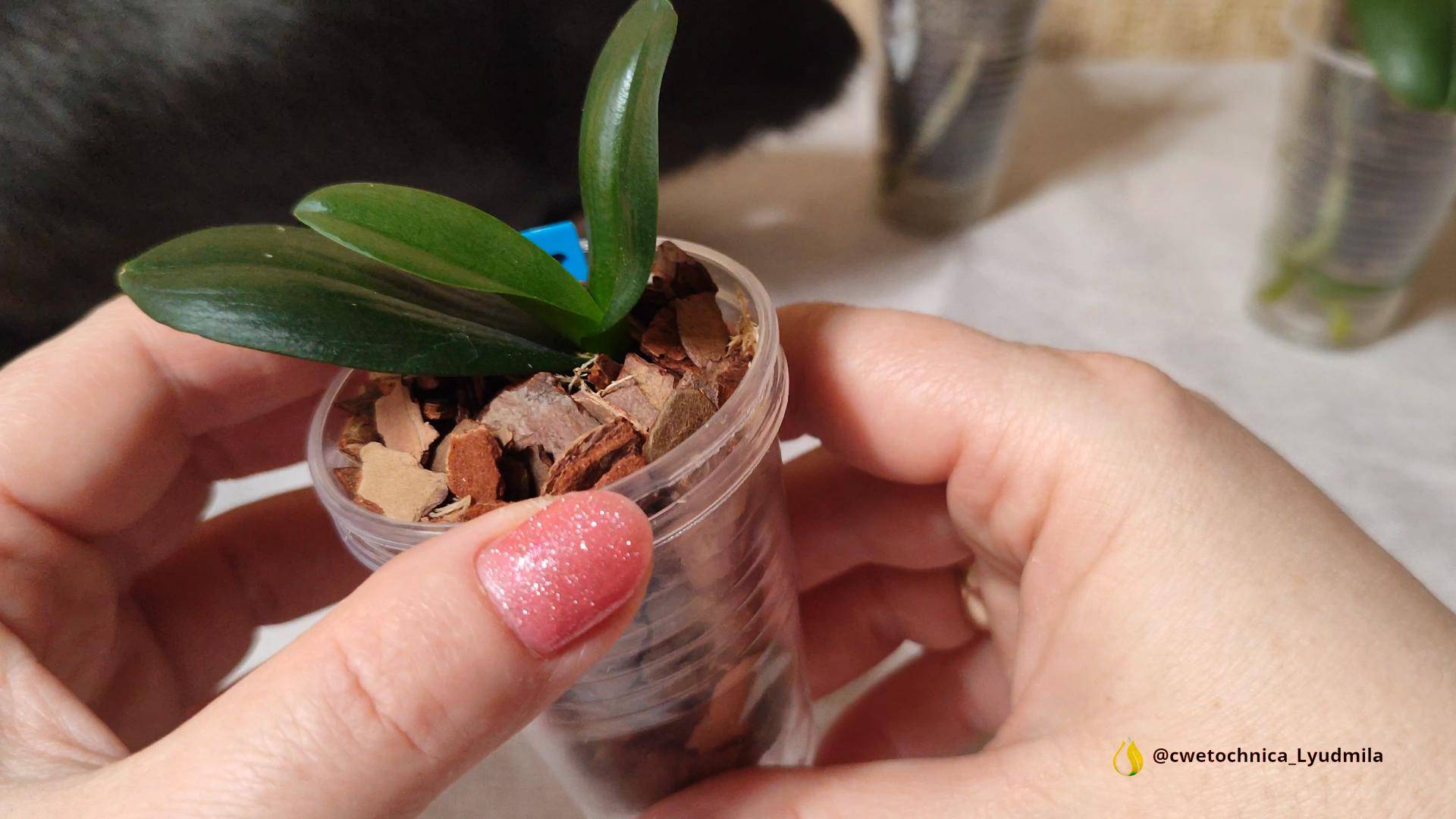 Посадка 4й детки Дикого кота🌱