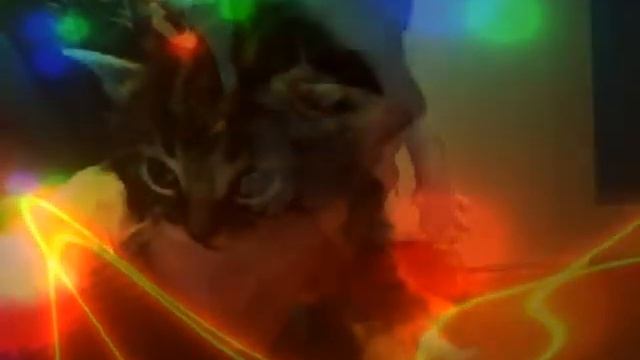 Metal Head kitties смотреть онлайн