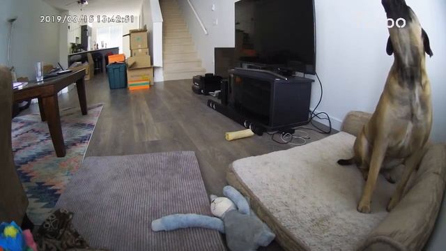 Dog saved from carbon monoxide through Barking Alerts| Furbo Dog Camera смотреть онлайн