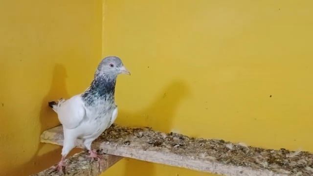 Golden Breeder Per Bismillah Pigeon Club Lahore 03104582058 смотреть онлайн