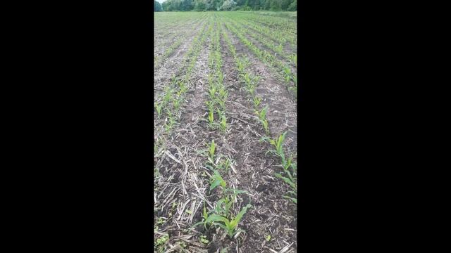 Результат посева и внесения гранул c VENTO, поле - No-Till, Полтава, кукуруза. смотреть онлайн