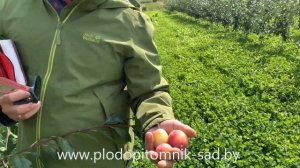 Слива ФАВОРИТО ДЕЛЬ СУЛТАНО. Очень урожайный и скороплодный сорт с яркими розовыми плодами.