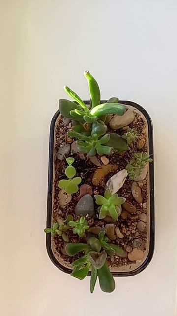 Маленький садик суккулентов
