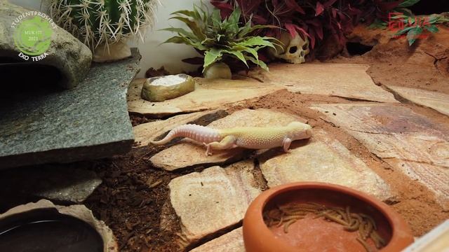 Exo Terra 2021 Leopardgekko og Cuban Landscape with Rain смотреть онлайн