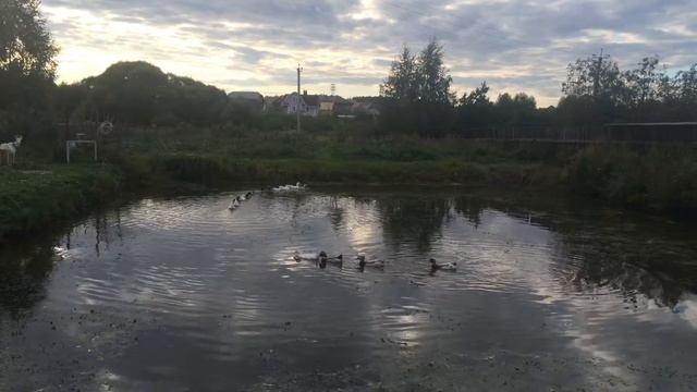 Утки плавают в пруду смотреть онлайн