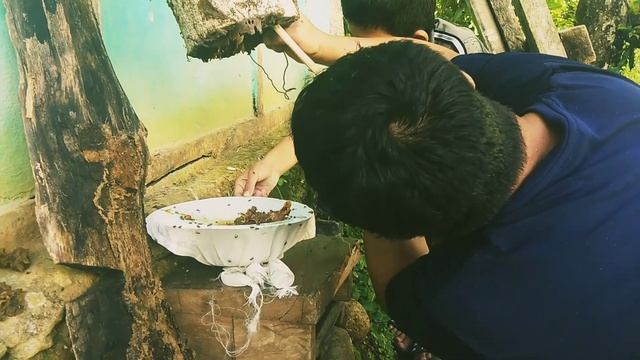 Putka(meliponini) ki shehad kaise nikalenge ll pahad ll mountain ll Sikkim llHoney llPure llorganic смотреть онлайн