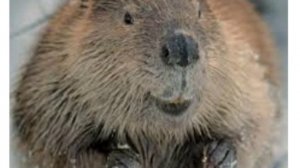 СИДИМ С БОБРОМ ЗА СТОЛОМ ПЕСНЯ | БОБР SLAVA SKRIPKA SHAKA REMIX