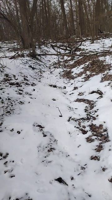 Рога оленя смотреть онлайн