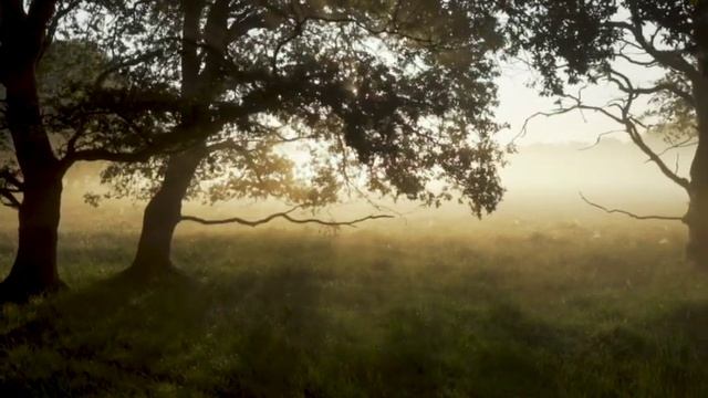 Morning Sitar 1Hr Meditation Music Soul Connecting Ragas Relaxing & Calming Music For Stress Relie смотреть онлайн