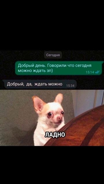 бедная собачка:( смотреть онлайн