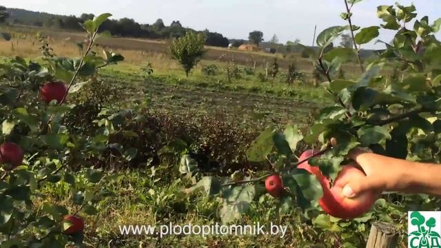 Яблоня сорт Рубин венгерский смотреть онлайн
