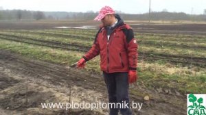 Обрезка черешни, вишни однолетней.