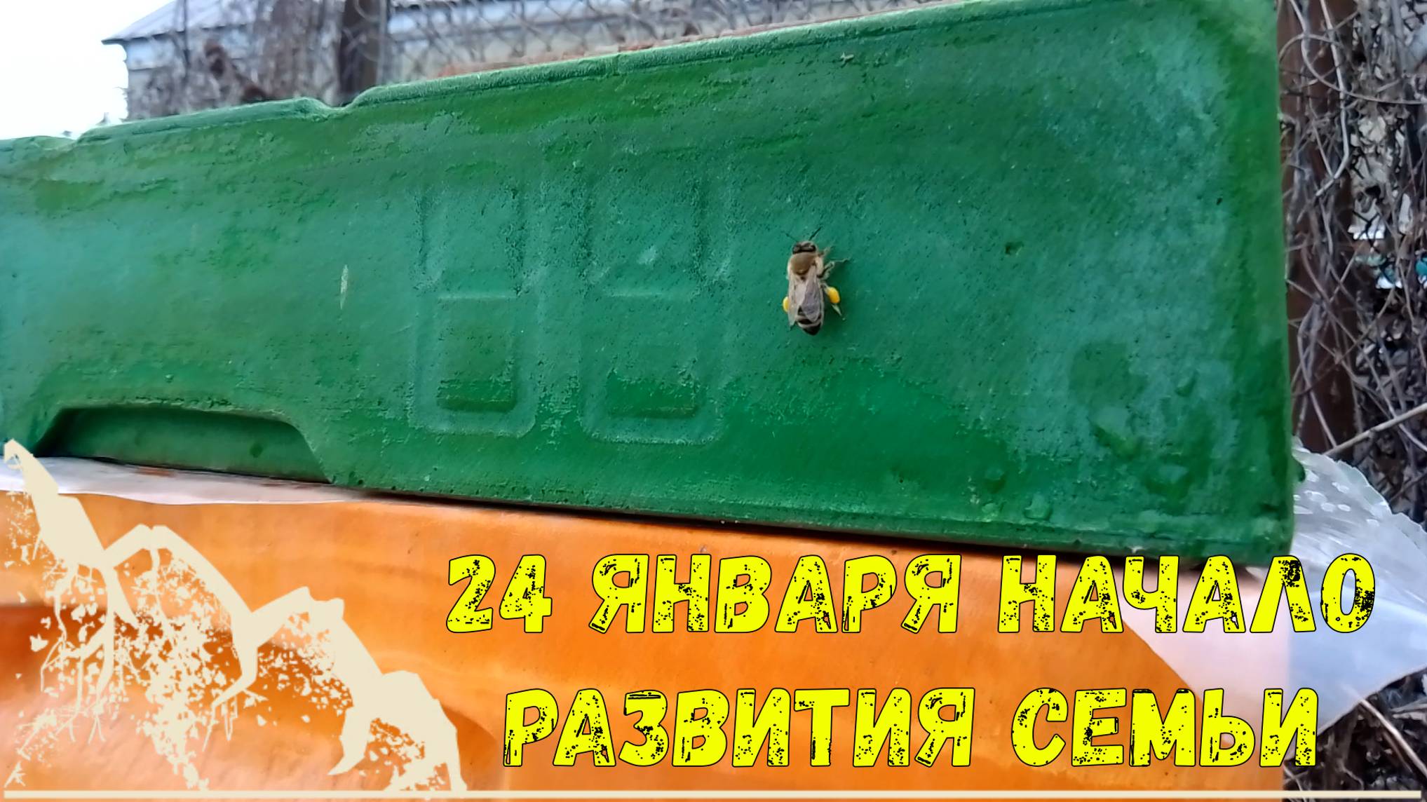 Пчелосемья начало развитие 2025 смотреть онлайн
