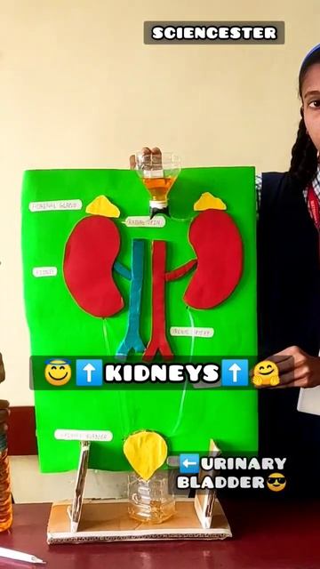 Human Excretory System 👼🏻😲🤗 | Science Exhibition 🧡🤍💚 смотреть онлайн