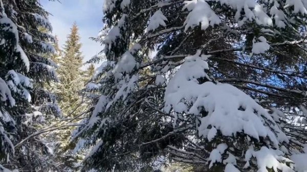 Etang de la Gruère - Schweiz  Швейцария