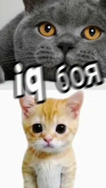 Эль гато против обычных котов смотреть онлайн