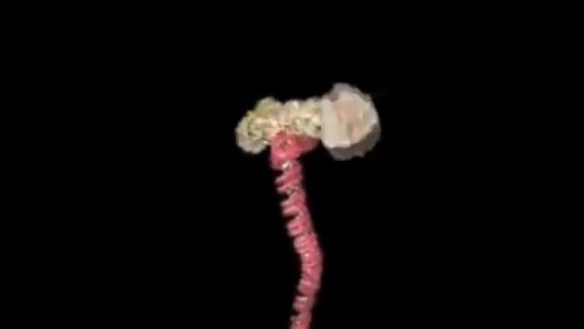 Harlem Shake DNA Transcription смотреть онлайн