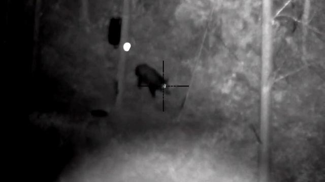 Wild boar Pulsar Digex N455 смотреть онлайн