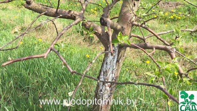 Солнечный ожог, морозобоины, что делать ? смотреть онлайн