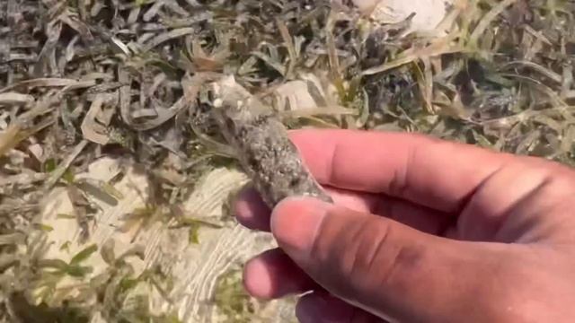 Mencari bintang laut, Taripang, ubur-ubur, bulu babi, kepiting, ular laut смотреть онлайн