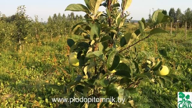 Яблоня сорт Конфетное / Ранние летние сорта яблонь смотреть онлайн