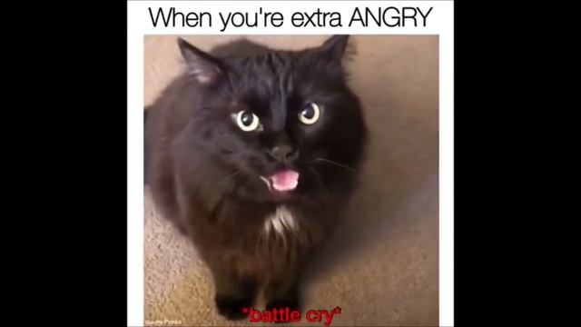 Baa Angry Cat Gif With Dubstep Baa!!! смотреть онлайн