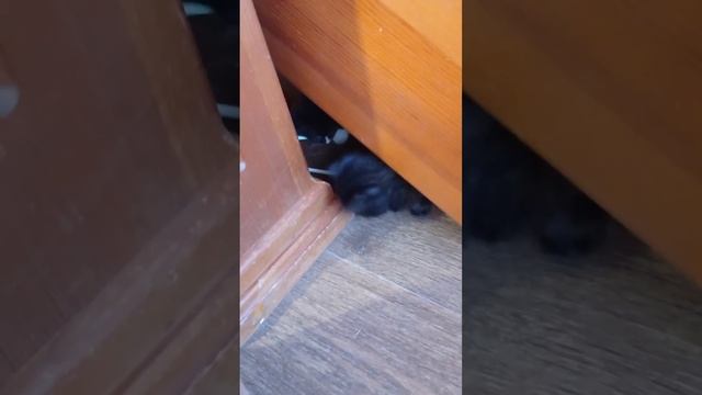 Выясняю, как это всё случилось... смотреть онлайн
