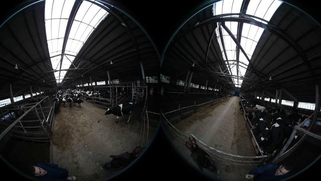 Молочная ферма КРС взгляд по новому. Тестирую новую камеру в сельском хозяйстве. Продажа КРС