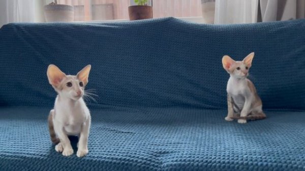 Fifth Element*Ru Camellia и Fifth Element*Ru Calendula