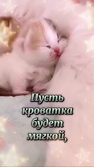 котята пожелание спокойной ночи.mp4