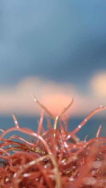 The Amazing World of Algae смотреть онлайн