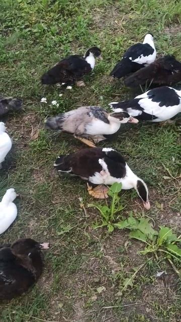 Утки объявили бойкот 🤔 смотреть онлайн