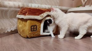 Мама-кошка, пойдем гулять, - попросил котенок.